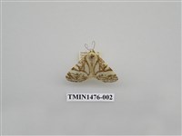 藏品(尺蠖蛾科)的圖片